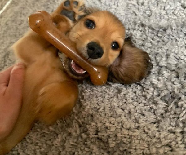 Daisy the Dachshund