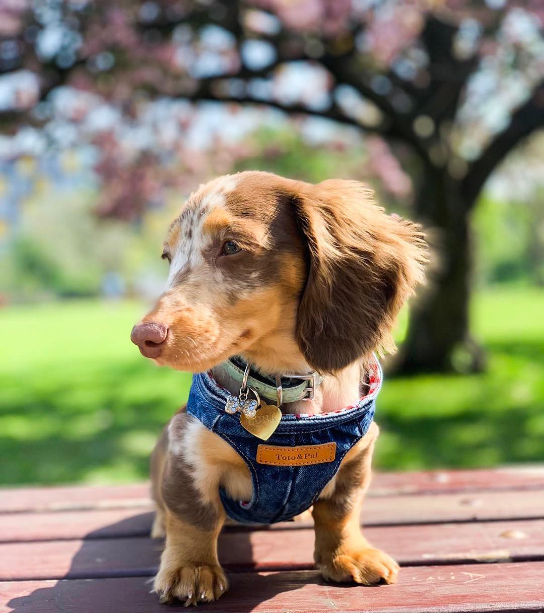 Luna the Dachshund