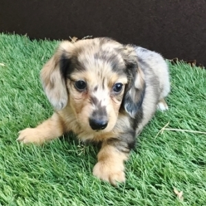 Rambo the Dachshund