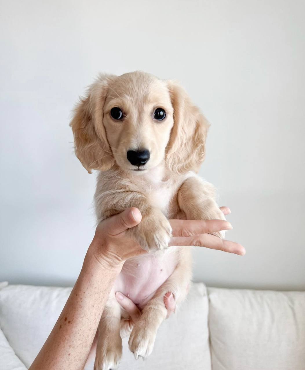 Zoe the Dachshund