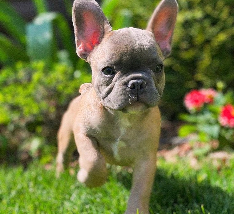 Cocoa